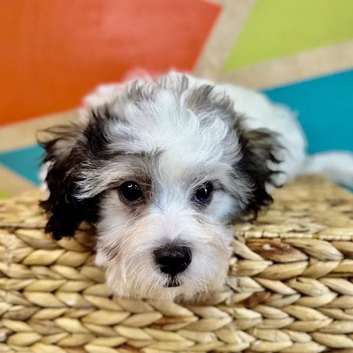 Petland Fayetteville Picture 4