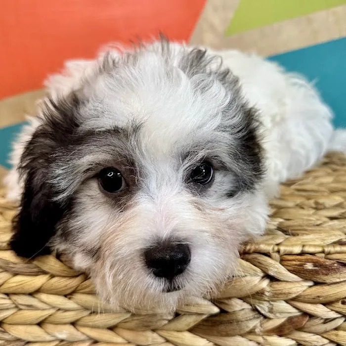 Petland Fayetteville Picture 3