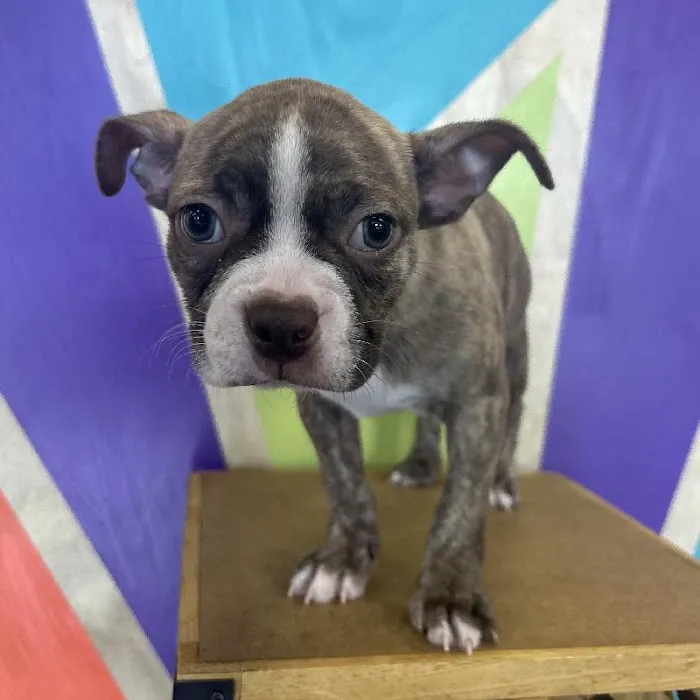 Petland Fayetteville Picture 7