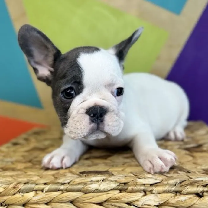 Petland Fayetteville Picture 9