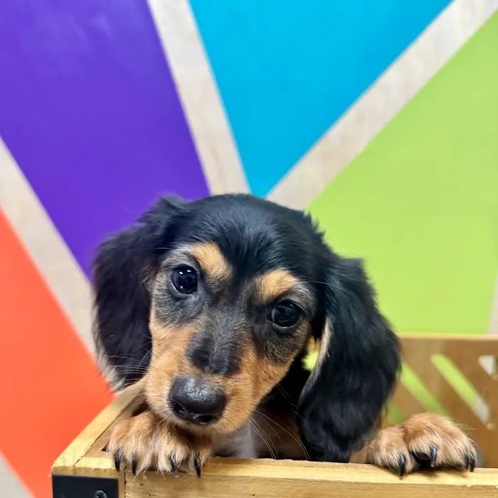 Petland Fayetteville Picture 2