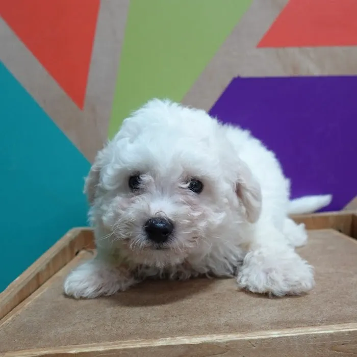 Petland Fayetteville Picture 1