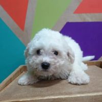 Petland Fayetteville ico