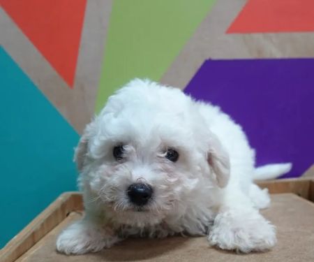 Petland Fayetteville