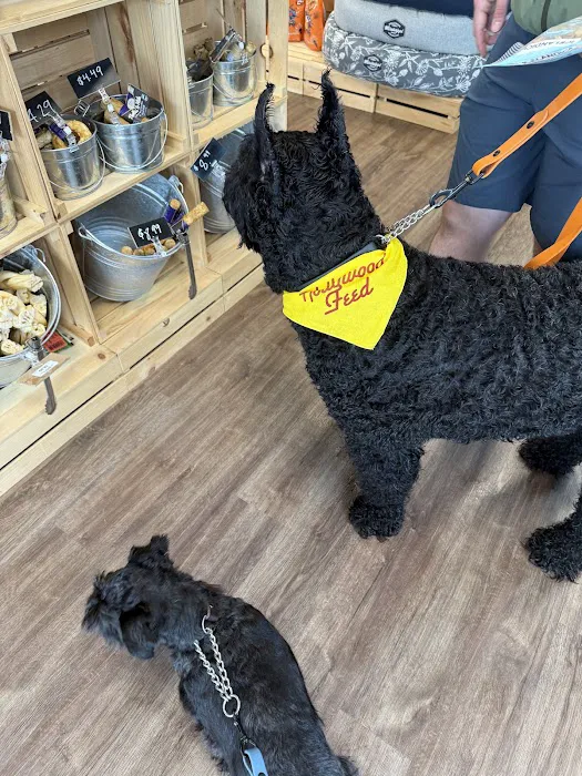 Hollywood Feed Picture 3