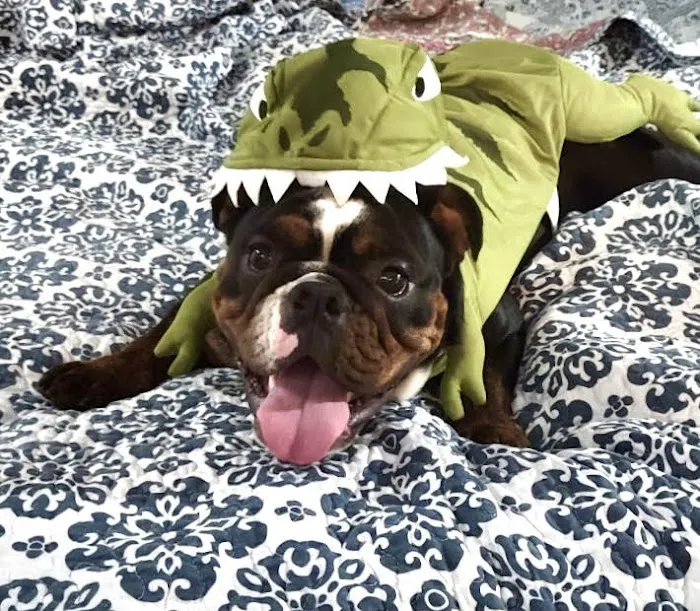 Animal Care Centers Picture 6