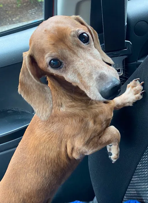 Animal Care Centers Picture 2