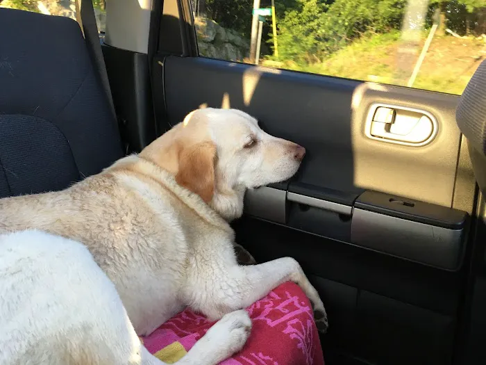 Animal Care Centers Picture 1