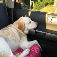 Animal Care Centers ico