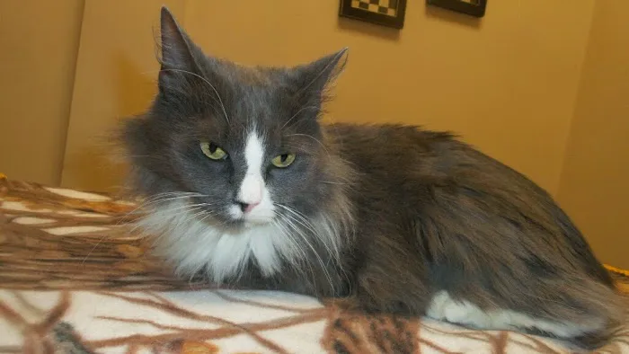 Animal Care Centers Picture 3