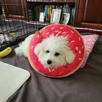 Hodes Veterinary Group ico