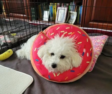 Hodes Veterinary Group