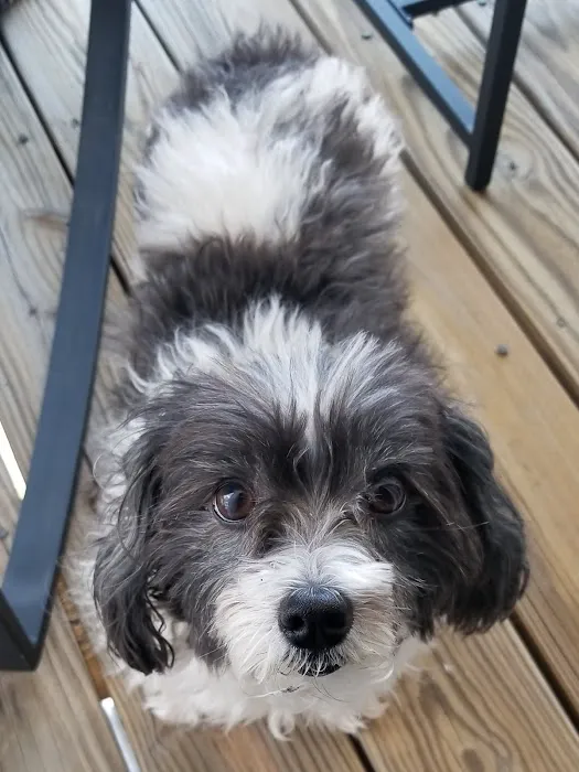 Hodes Veterinary Group Picture 6