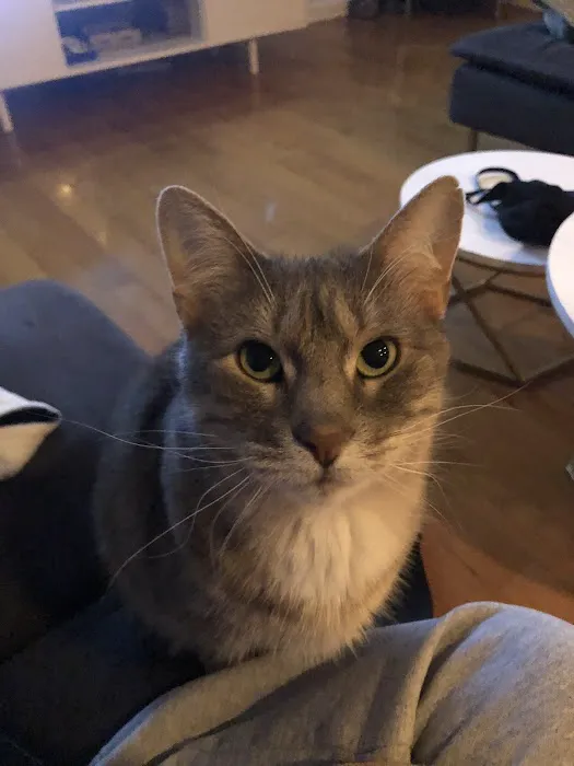 Hodes Veterinary Group Picture 9