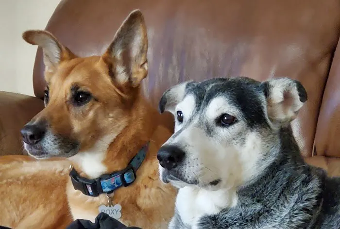 Hodes Veterinary Group Picture 5