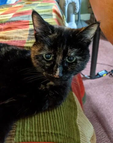 Hodes Veterinary Group Picture 3