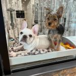 Petland Columbus Upper Arlington