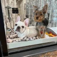 Petland Columbus Upper Arlington ico