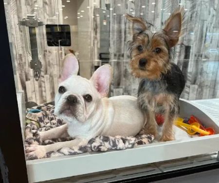 Petland Columbus Upper Arlington