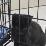 Country Lakes Animal Clinic