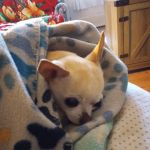 Byram Animal Hospital