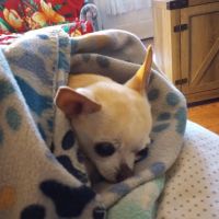 Byram Animal Hospital ico