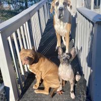 Tri-State Veterinary Hospital ico