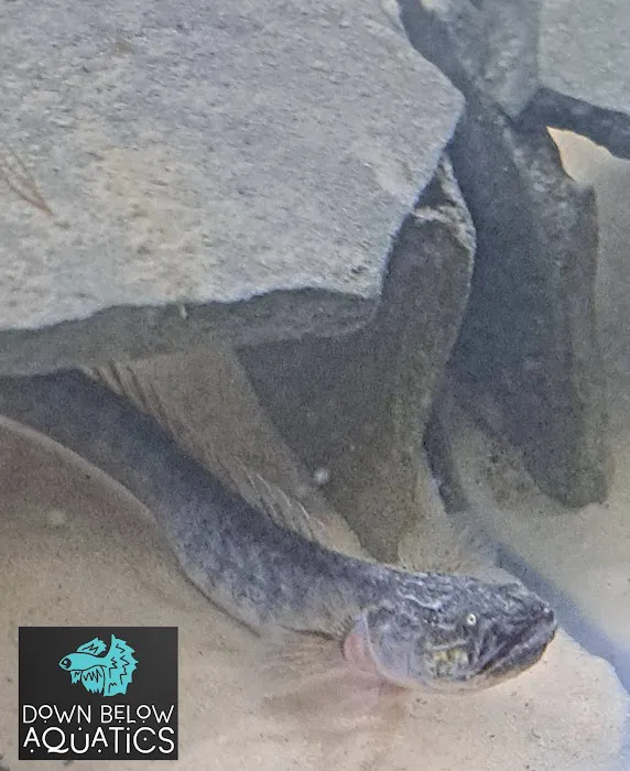 Down below aquatics Picture 8