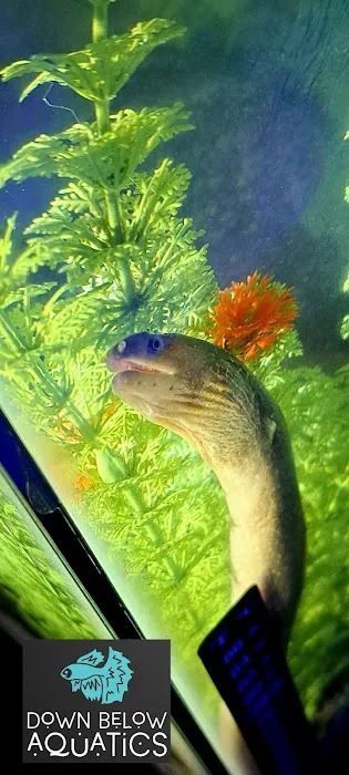 Down below aquatics Picture 3