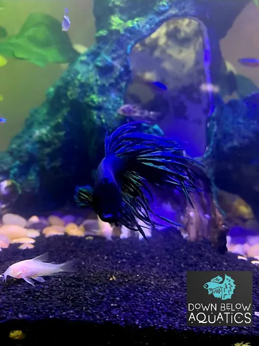 Down below aquatics Picture 6