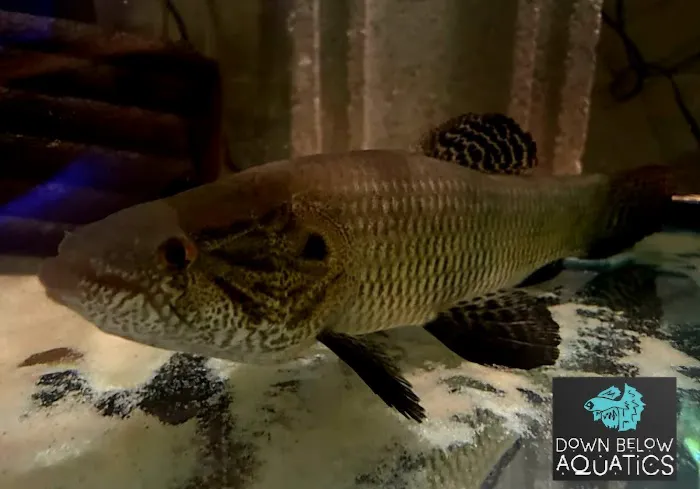 Down below aquatics Picture 1