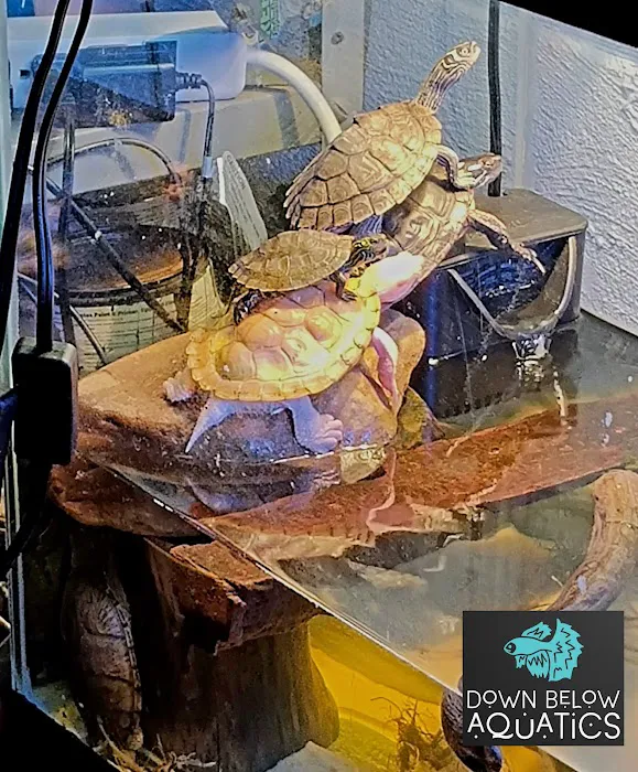 Down below aquatics Picture 10