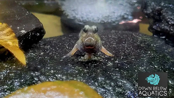 Down below aquatics Picture 9