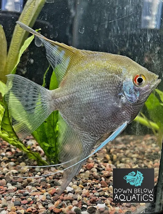 Down below aquatics Picture 7