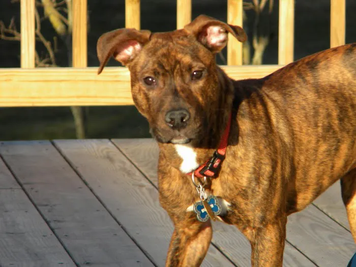 Family Veterinary Services Picture 6