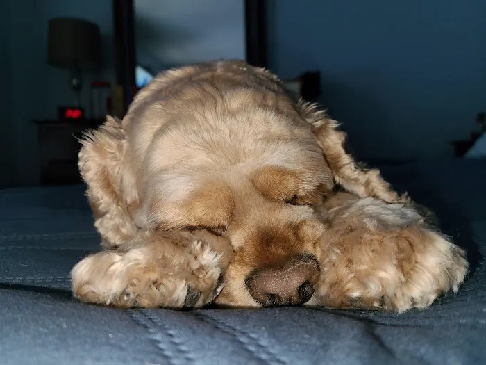 Family Veterinary Services Picture 9