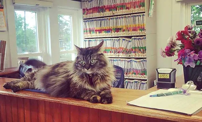 Family Veterinary Services Picture 5