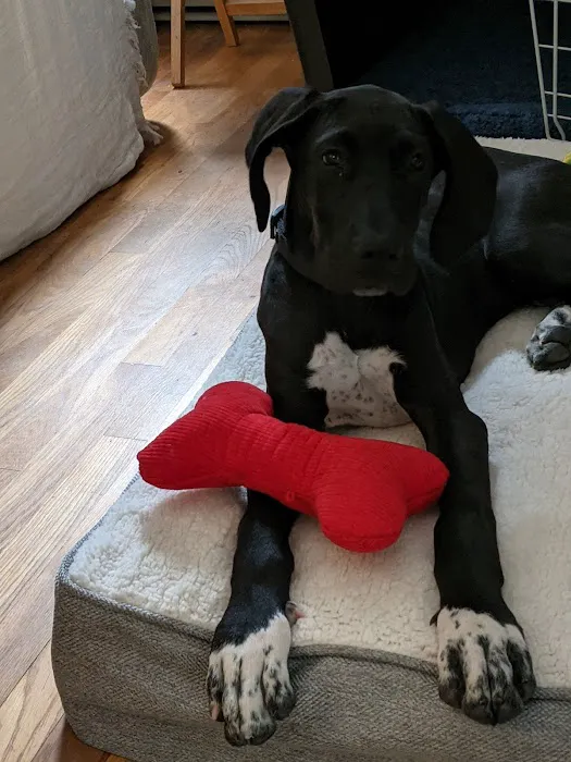 Family Veterinary Services Picture 3