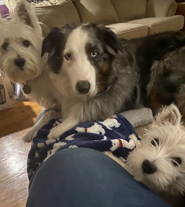 Family Veterinary Services Picture 1