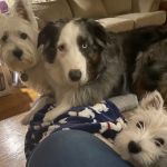 Family Veterinary Services