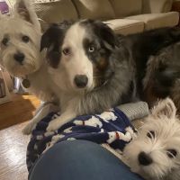 Family Veterinary Services ico