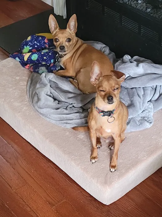 Family Veterinary Services Picture 8