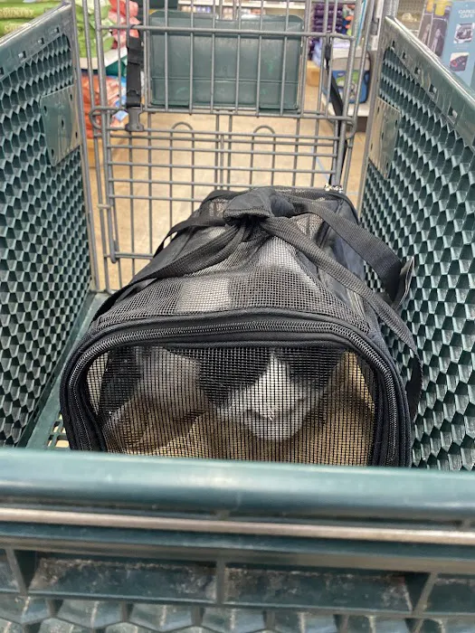 Hollywood Feed Picture 3