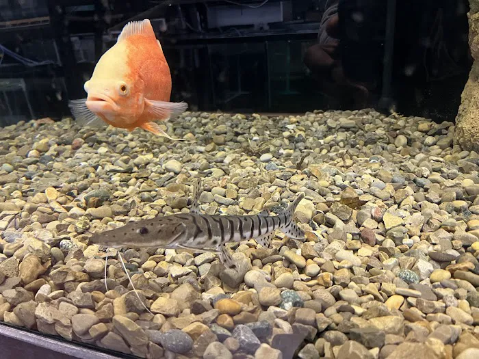 The Fish and Reptile Room Picture 7