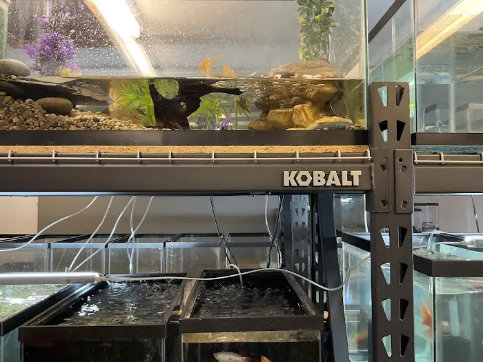 The Fish and Reptile Room Picture 3