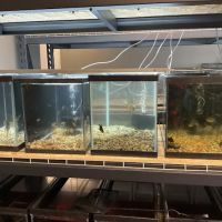 The Fish and Reptile Room ico