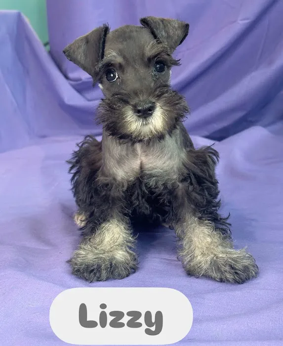 Pawsome Pups Puppies For Sale Picture 1