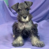 Pawsome Pups Puppies For Sale ico