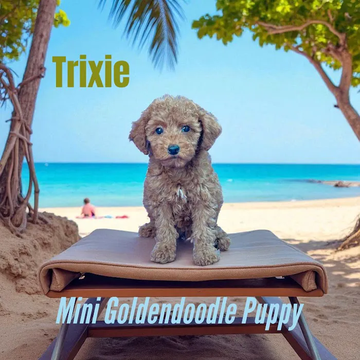 Pawsome Pups Puppies For Sale Picture 7