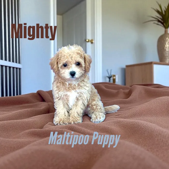 Pawsome Pups Puppies For Sale Picture 5